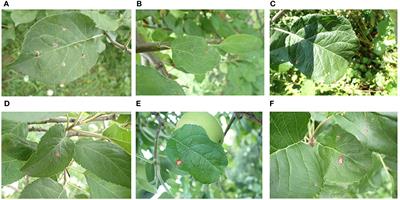 Deep learning architectures for diagnosing the severity of apple frog-eye leaf spot disease in complex backgrounds